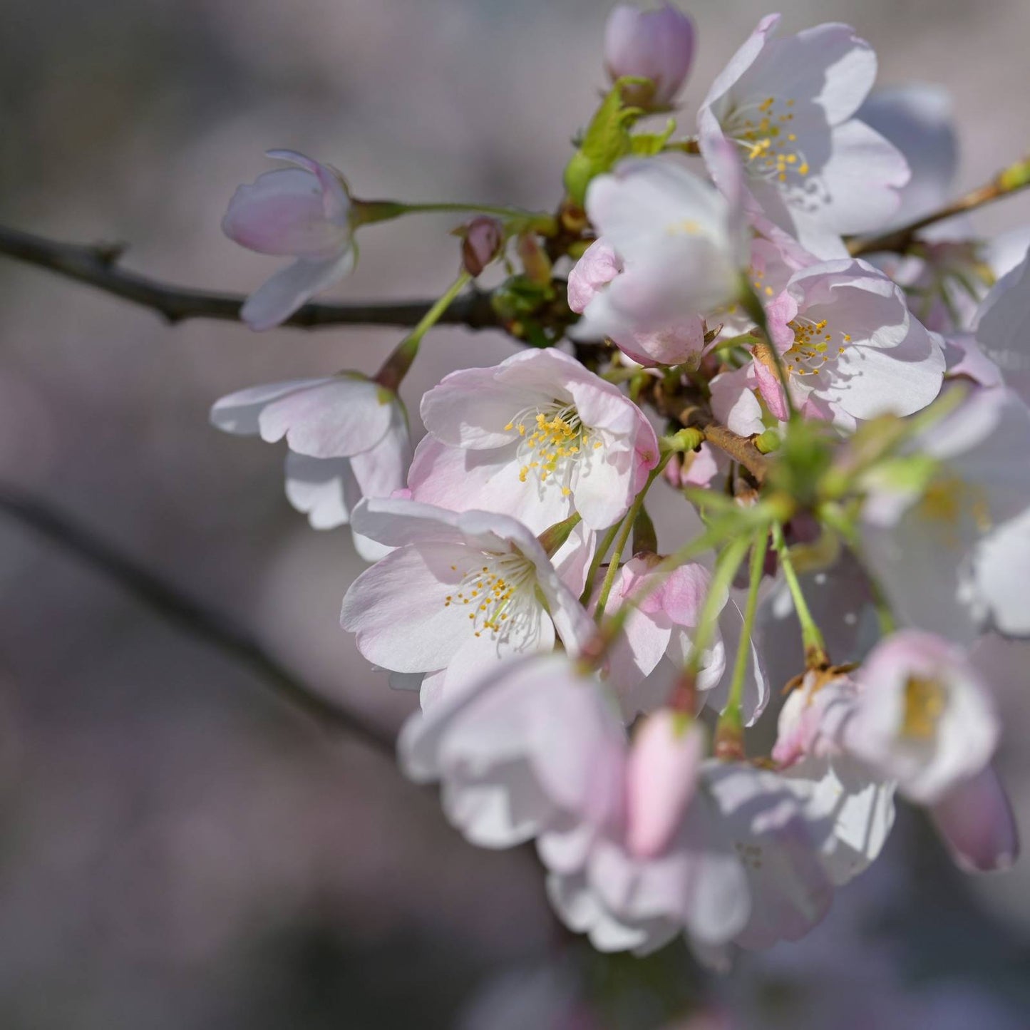Japan Cherry Blossoms