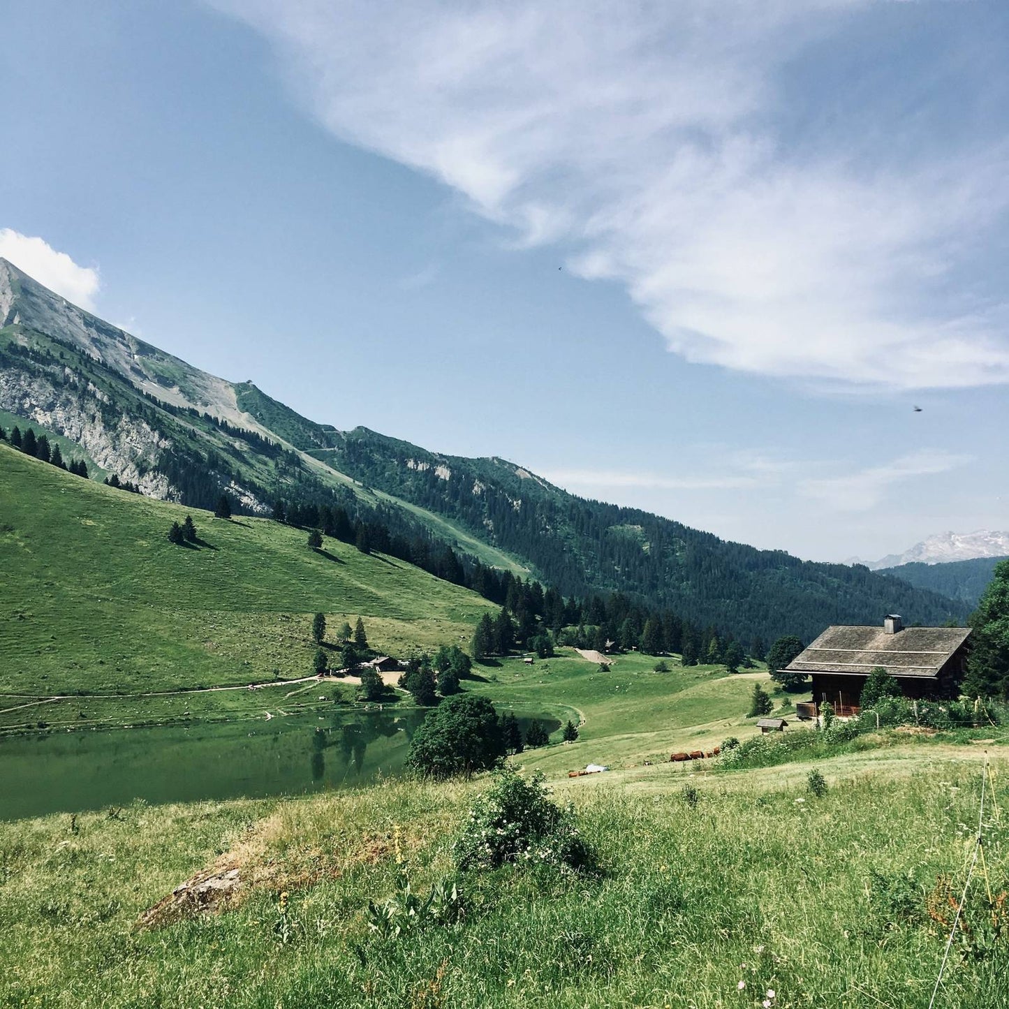 Swiss Dreams